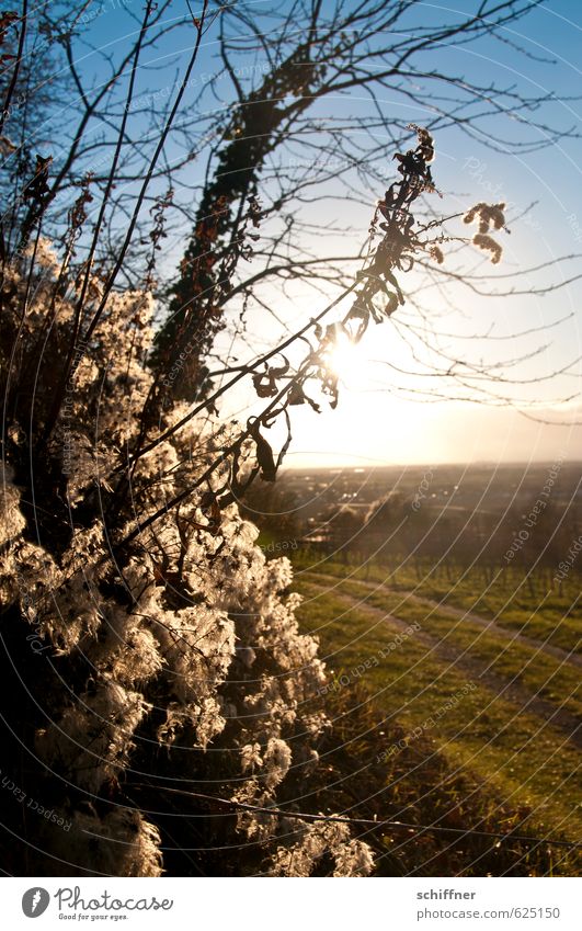 Wuschelpuschelchen Umwelt Natur Landschaft Winter Klima Schönes Wetter Pflanze Baum Sträucher Grünpflanze Feld gold Sonnenlicht Sonnenstrahlen Sonnenuntergang