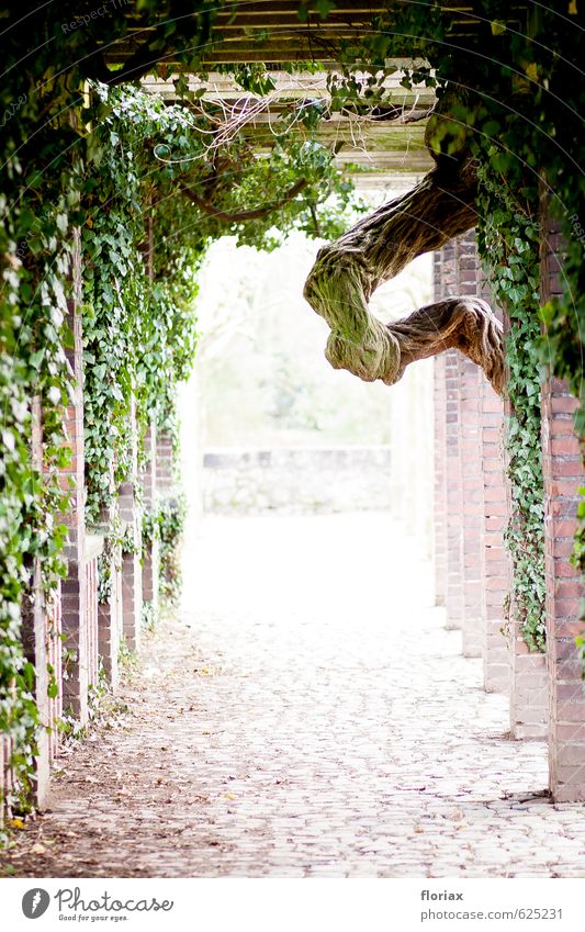 verwachsen Wellness harmonisch Wohlgefühl Zufriedenheit Erholung ruhig Natur Pflanze Baum Moos Park Wege & Pfade Blick ästhetisch braun grün Vertrauen