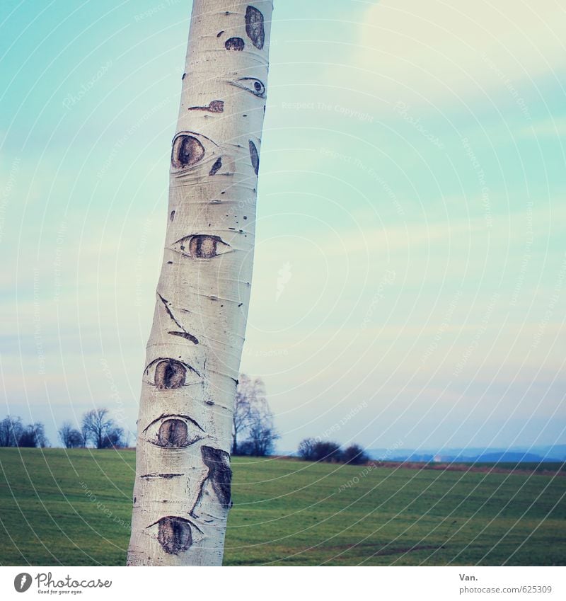 Mother Nature is watching you! Auge Pflanze Himmel Wolken Schönes Wetter Baum Gras Baumstamm Birke Wiese beobachten blau grün skurril Farbfoto Gedeckte Farben