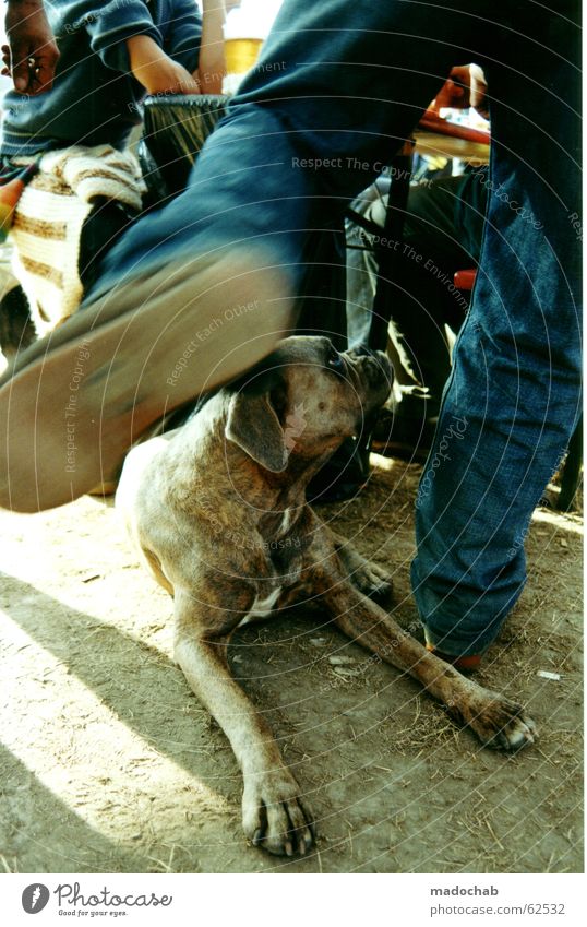 ICH GEH JETZT MAL WIEDER. TANZBEIN SCHWINGEN UND SO... Hund Mann Tier Geschwindigkeit Schuhe Sozialgesetz braun Staub staubig Erde Sand Freude tanz du sau