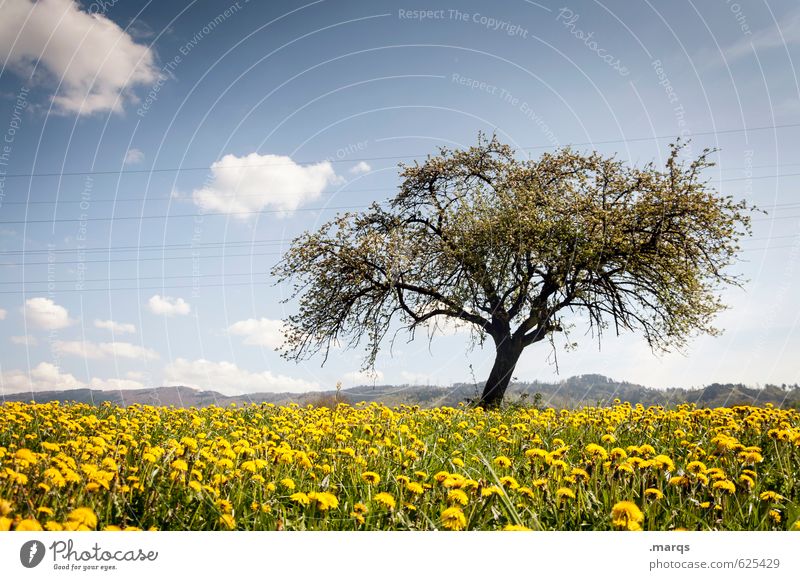 Sommerlich Umwelt Natur Landschaft Pflanze Himmel Wolken Horizont Klima Schönes Wetter Baum Laubbaum Löwenzahnfeld Wiese Blühend authentisch schön Wärme