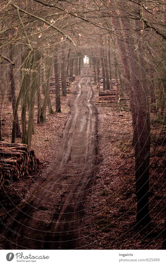 Auf dem Holzweg Landwirtschaft Forstwirtschaft Natur Winter Baum Blatt Wald Wege & Pfade Fußweg Holzstapel Reifenspuren Spuren dehydrieren dunkel nass natürlich