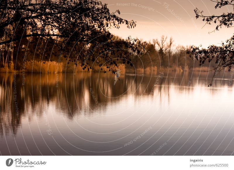 Stille Natur Landschaft Wasser Himmel Herbst Winter Pflanze Baum Sträucher Schilfrohr Seeufer Baggersee leuchten glänzend schön blau braun gelb schwarz Romantik