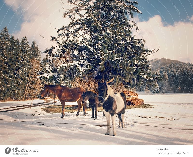 wild westallgäu Natur Landschaft Urelemente Himmel Wolken Winter Schönes Wetter Eis Frost Schnee Baum Wald Alpen Tier Pferd 3 Tiergruppe authentisch frei