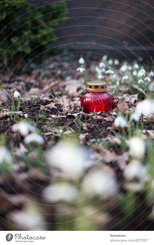 ewig. Trauerfeier Beerdigung Gartenarbeit Pflanze Blume Sträucher Dekoration & Verzierung Kerze Friedhof Windlicht Glas leuchten braun rot Traurigkeit Tod