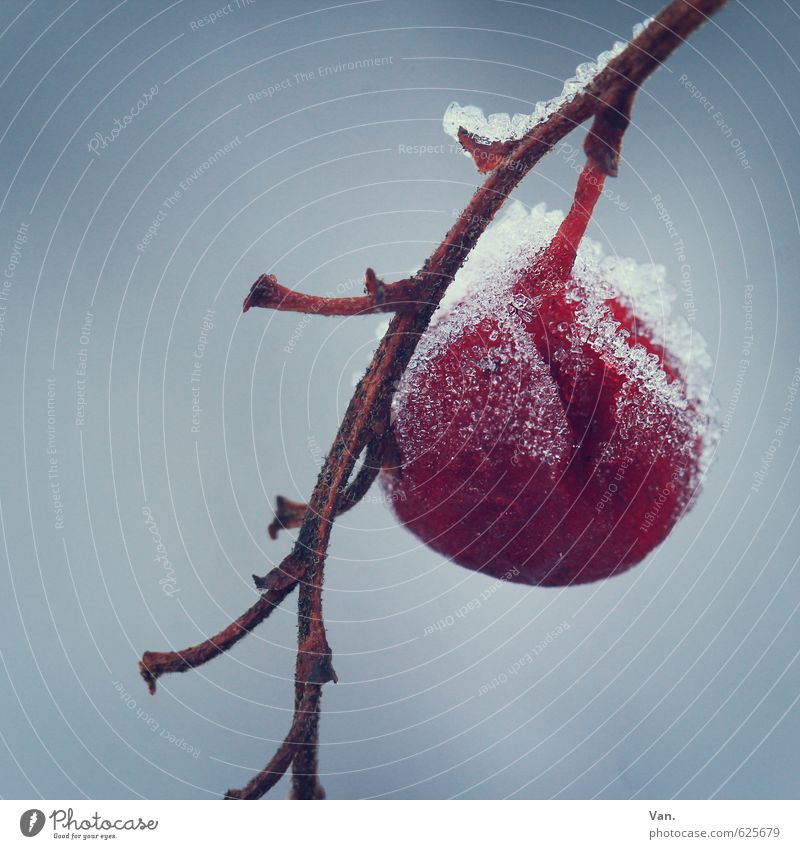 ohne Konservierungsstoffe Natur Pflanze Winter Eis Frost Schnee Zweig Beeren Frucht kalt grau rot Farbfoto Gedeckte Farben Außenaufnahme Nahaufnahme