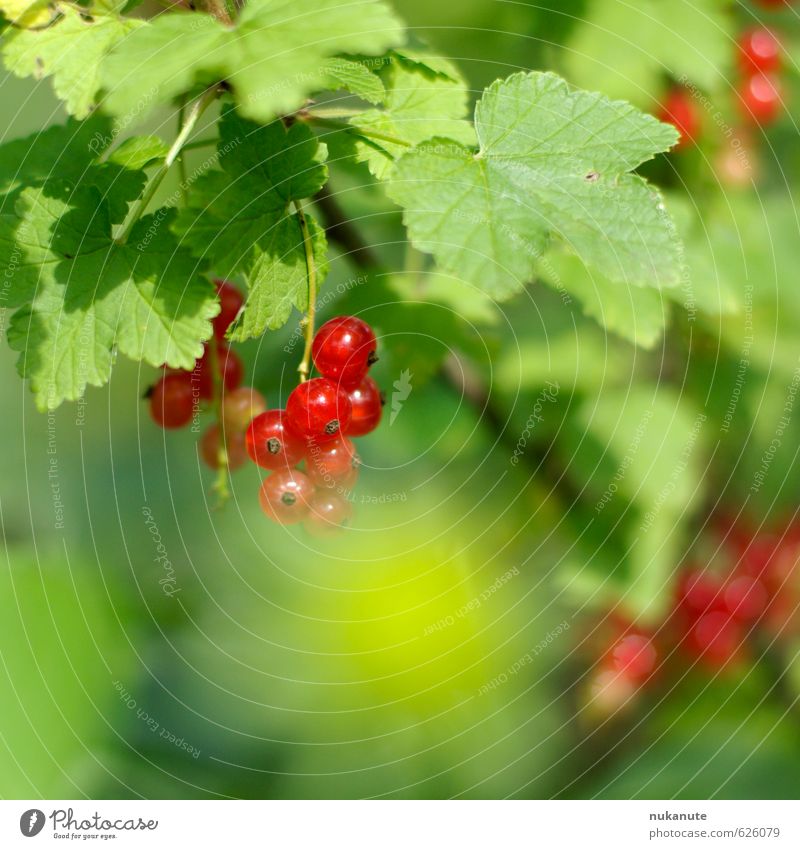 johannisbeer Lebensmittel Frucht Marmelade Ernährung Picknick Kinderspiel grünes Klassenzimmer Gartenarbeit Ruhestand Natur Sonnenlicht Sommer Sträucher