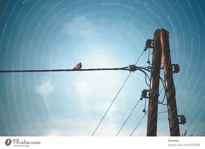 sitzplatz Elektrizität Vogel Isolatoren Leitung Strommast Energiewirtschaft Himmel