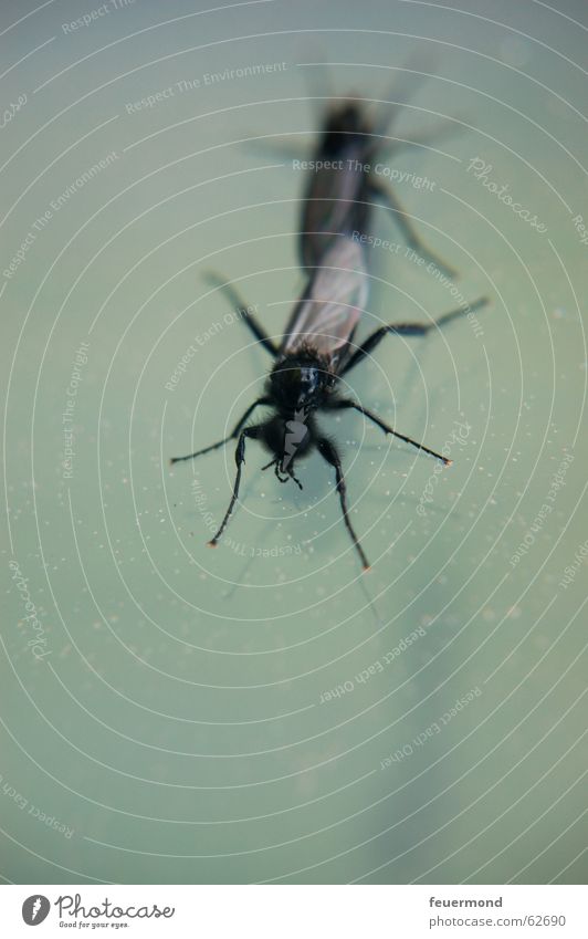 Liebestanz an der Fensterscheibe Insekt Tier Nachkommen Fertilisation fliegen Fliege Flügel liebesspiel insect fly animal