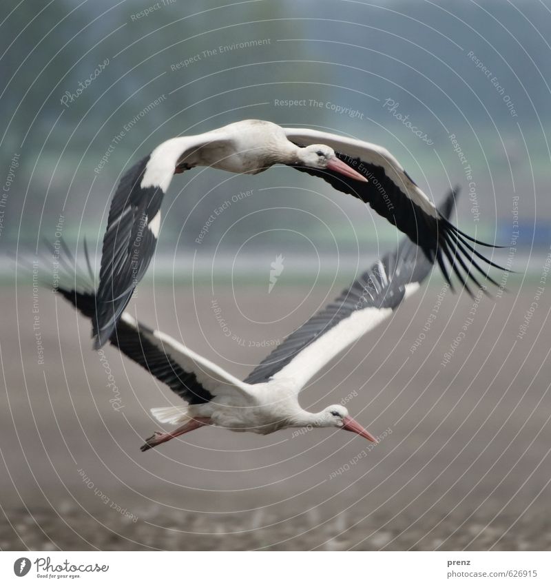 Doppeldecker Umwelt Natur Tier Sommer Schönes Wetter Wildtier Vogel 2 blau grau Storch fliegen fliegend Storchendorf Linum Weißstorch Farbfoto Außenaufnahme