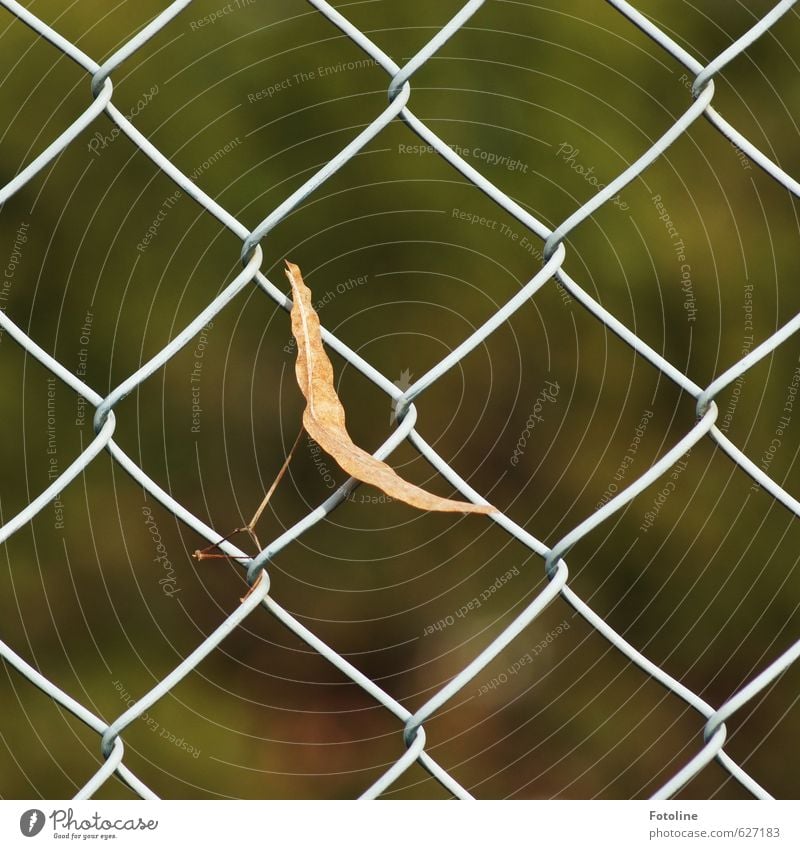 hängen geblieben Umwelt Natur Herbst Pflanze Blatt hell natürlich Zaun Maschendrahtzaun Farbfoto mehrfarbig Außenaufnahme Menschenleer Tag Licht Sonnenlicht