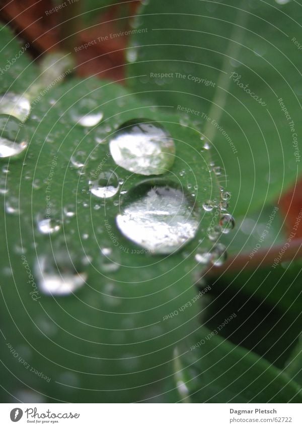 Regentropfen Blatt nass kalt grün dunkel feucht Sträucher Wasser