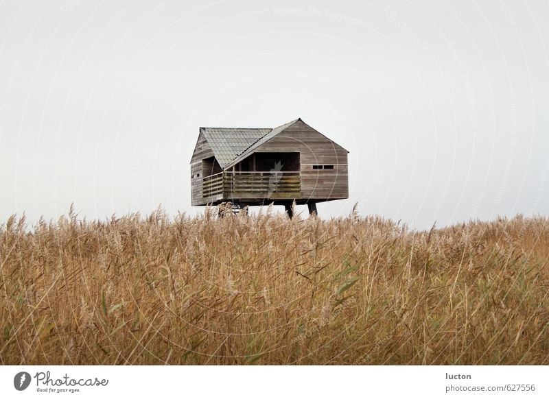 Vogelwacht | Haus im Schilf an der Nordsee Ferien & Urlaub & Reisen Tourismus Ferne Meer Natur Landschaft Pflanze Tier Wasser Winter schlechtes Wetter