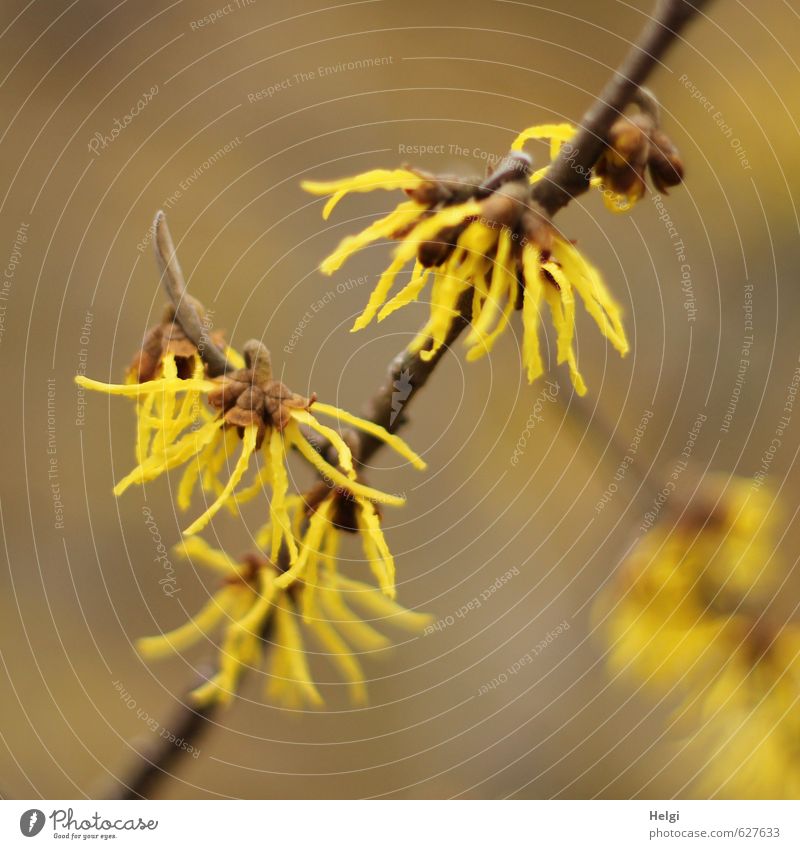 Winterblüten II Umwelt Natur Pflanze Sträucher Blüte Zierpflanze Zaubernuss Zweig Garten Blühend Wachstum ästhetisch außergewöhnlich schön klein natürlich braun