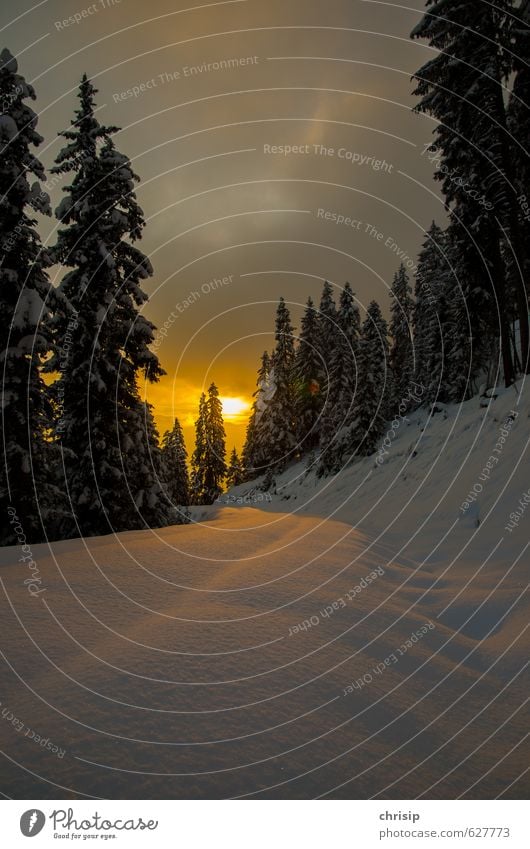 unberührt Umwelt Natur Landschaft Himmel Wolken Sonne Sonnenaufgang Sonnenuntergang Sonnenlicht Winter Wetter Schönes Wetter schlechtes Wetter Schnee Baum Wald