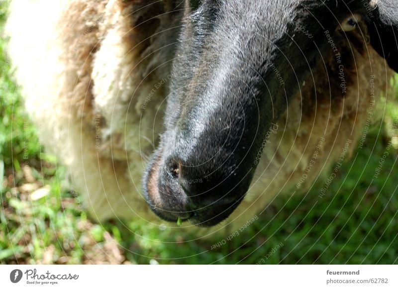 Wolltier (1) Schaf Wolle Tier Haustier Bauernhof Wiese Säugetier schafskopf Nase schnautze Ohr Weide sheep grassland animal head