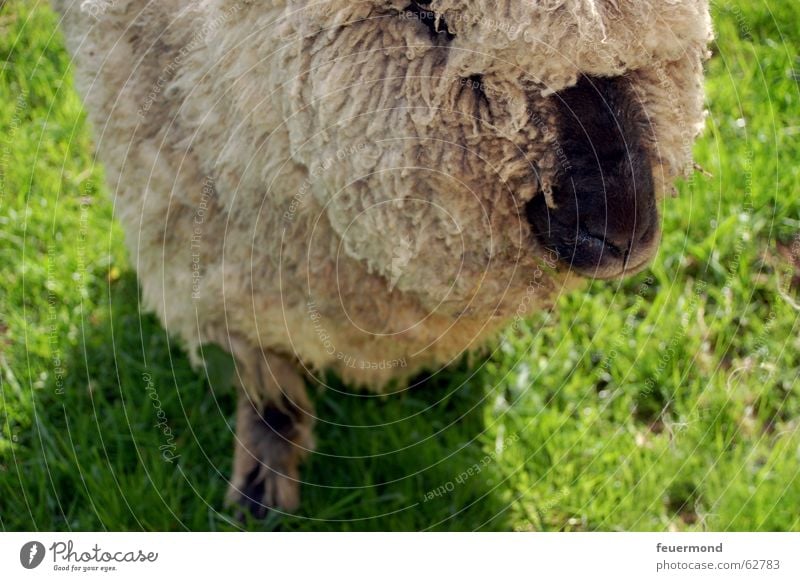 Wolltier (2) Schaf Wolle Tier Haustier Bauernhof Wiese Säugetier schafskopf Nase schnautze Ohr Weide sheep grassland animal head