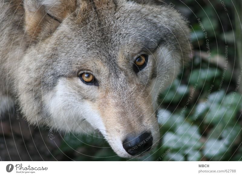 Ich seh dich Wolf Schnauze Fell grün braun schwarz Schnurrhaar Tier Blick Auge Nase Wildtier Haare & Frisuren orange