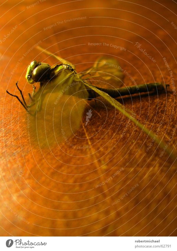 ausgetrocknet Libelle Insekt Tier Schwanz stechen Biene fliegen Holz Muster Tisch Stillleben grün braun gelb Beginn Teich Sommer Nahaufnahme schimmern Unschärfe