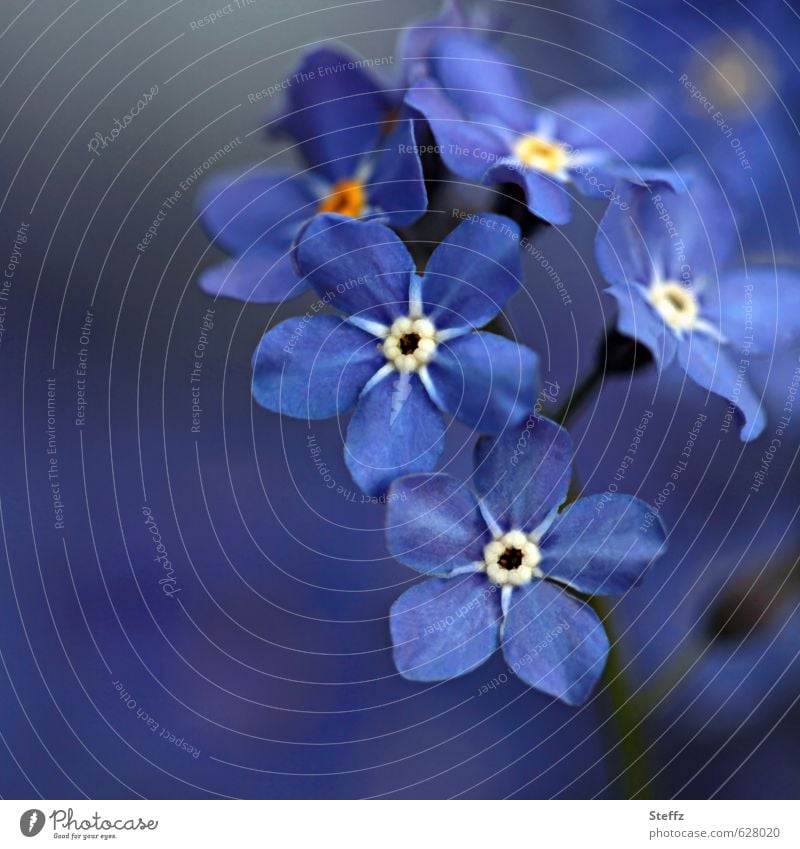 Vergissmeinnicht Vergißmeinnicht Vergißmeinnichtblüte Frühlingsblüten Myosotis kleine Blümchen Frühlingsblumen blühende Frühlingsblumen Frühjahrsblüher