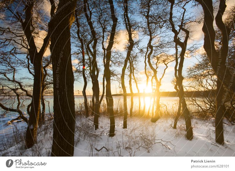 Secret Forest Umwelt Natur Landschaft Urelemente Luft Wasser Himmel Wolken Sonne Sonnenaufgang Sonnenuntergang Sonnenlicht Winter Wetter Schönes Wetter Eis