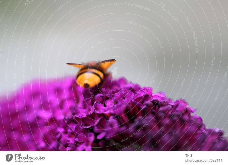 Biene 1 Tier Blühend ästhetisch Duft nah natürlich Zufriedenheit schön friedlich ruhig authentisch Freiheit Natur harmonisch Frühling Farbfoto mehrfarbig