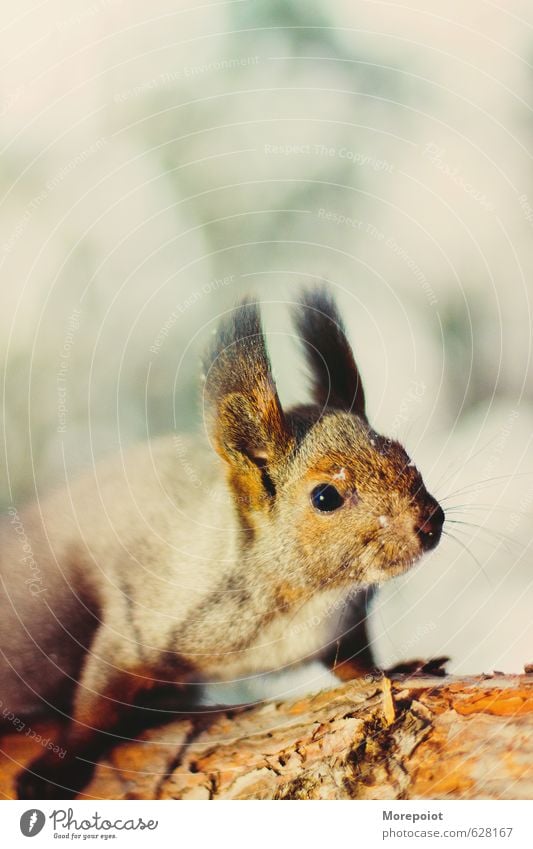 Eichhörnchen Tier Wildtier Tiergesicht 1 springen stehen braun gelb Stimmung Tapferkeit Farbfoto Außenaufnahme Menschenleer Textfreiraum unten Tag Sonnenlicht