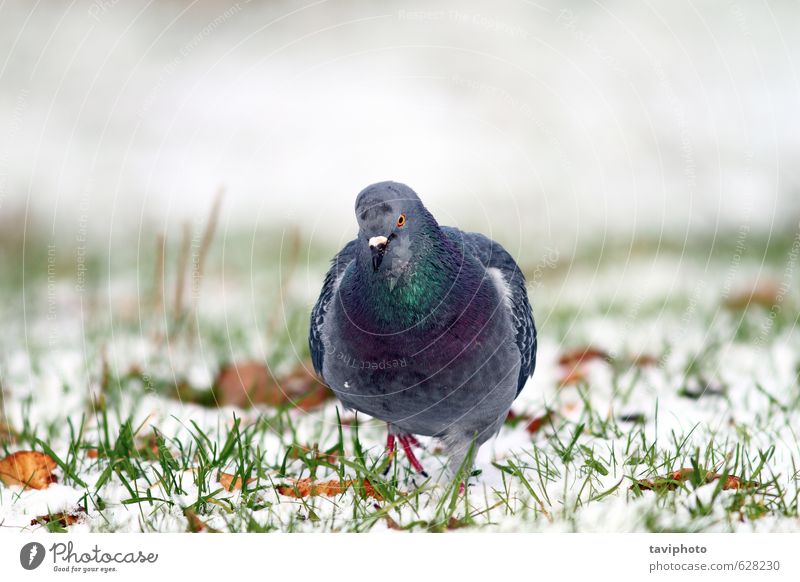 Taube geht auf die Kamera zu. Körper Freiheit Winter Schnee Garten Natur Tier Park Vogel natürlich wild grau weiß Farbe gefroren kalt zur Kamera Schnabel Frost