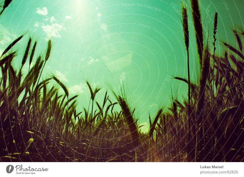 *weit Weizen Roggen Gerste Sommer Physik heiß Landwirtschaft Aussaat säen Mühle blenden Weitwinkel Getreide Himmel Wärme blau Ernte Sonne hell anbaufläche cross