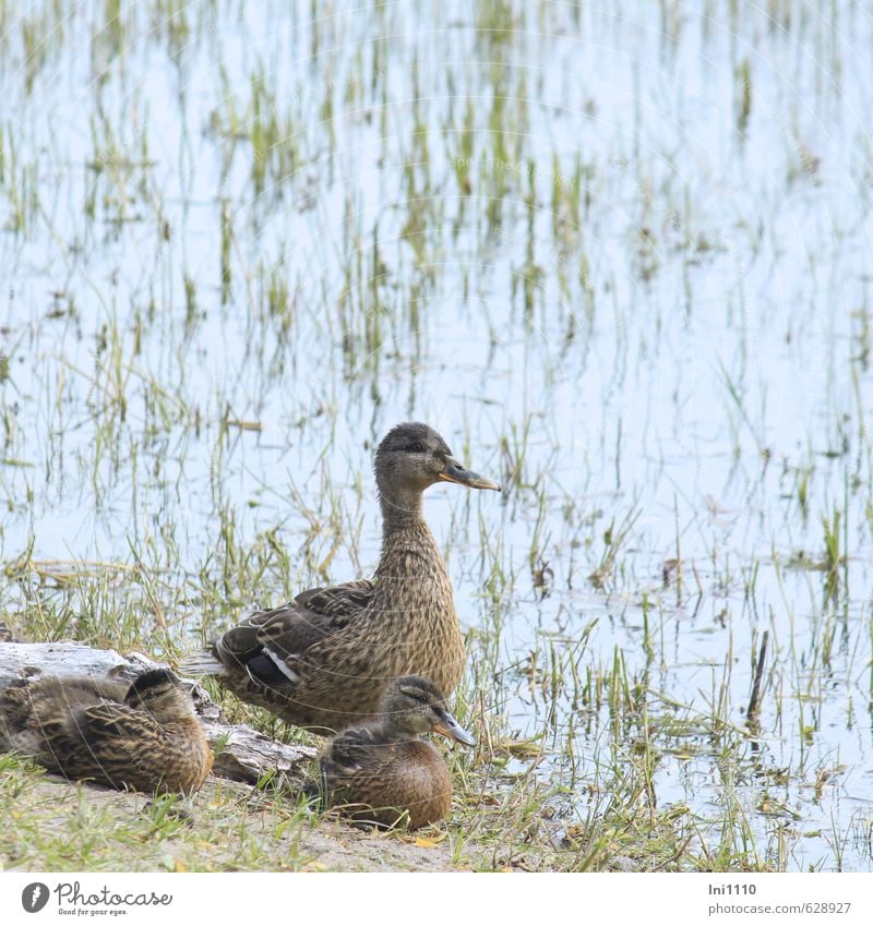 Stockente mit Küken Natur Pflanze Tier Erde Wasser Wolkenloser Himmel Sonnenlicht Sommer Schönes Wetter Wärme Gras Seeufer Moor Sumpf Teich Wildtier 3 Reinigen