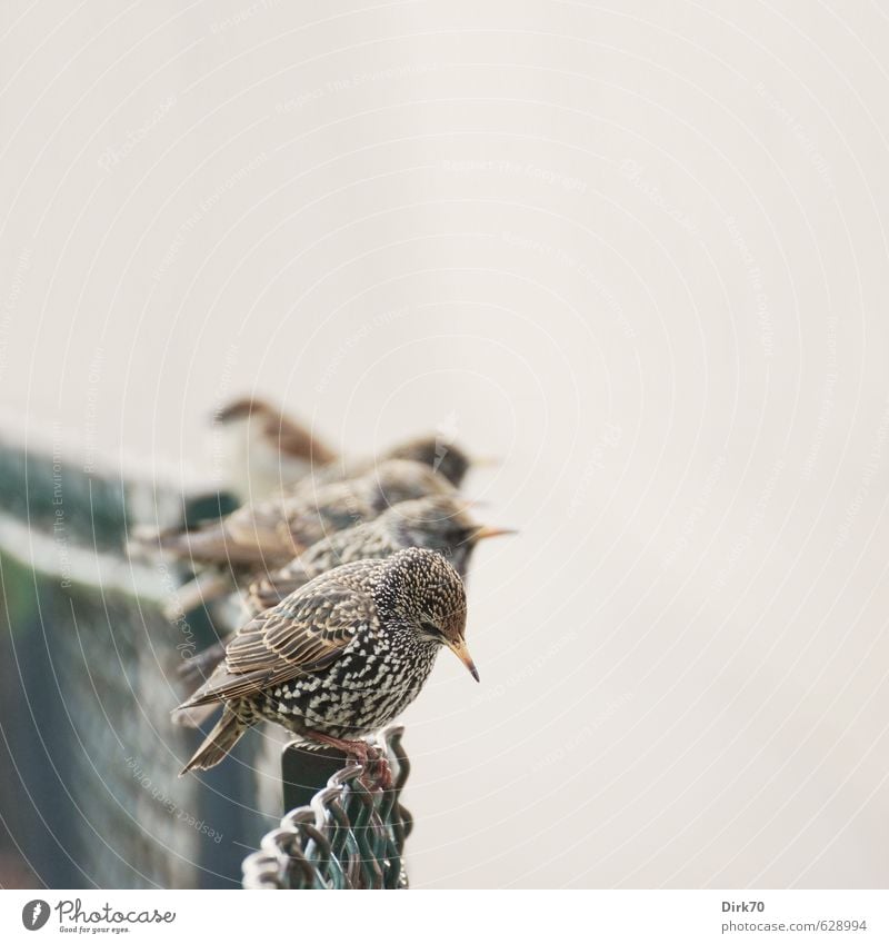 Starentreff Garten Park Paris Zaun Drahtzaun Tier Wildtier Vogel Spatz Haussperling Vogelschwarm Tiergruppe Schwarm hocken Blick sitzen Zusammensein listig