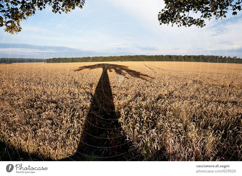 ganz früh morgens Natur Landschaft Pflanze Himmel Horizont Sommer Schönes Wetter Baum Feld Wald gigantisch Unendlichkeit lang natürlich blau orange schwarz