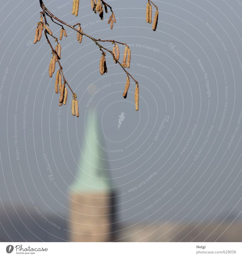 Hoffnung... Umwelt Natur Pflanze Wolkenloser Himmel Sonnenlicht Winter Schönes Wetter Baum Blüte Wildpflanze Haselnussbaum Zweig Dorf Kirche Bauwerk Gebäude