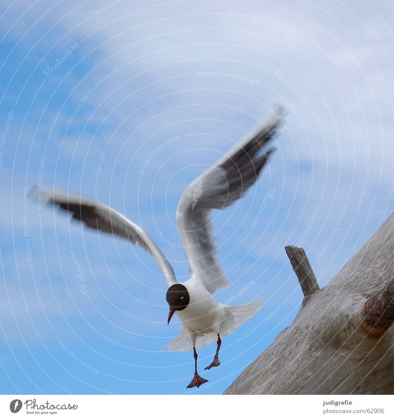 Lachmöwe tollpatschig See Möwe Vogel Wolken Sommer Baum Holz Strand Meer Ferien & Urlaub & Reisen Feder Schnabel Absturz Zufriedenheit Fischland Weststrand