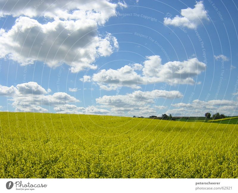 RAPSODY IN YELLOW Rapsfeld Wolken Goldener Schnitt Feld Länder Wiese gelb hell-blau Wäldchen Mai Baden-Württemberg schön Gelassenheit prächtig saftig blau-gelb