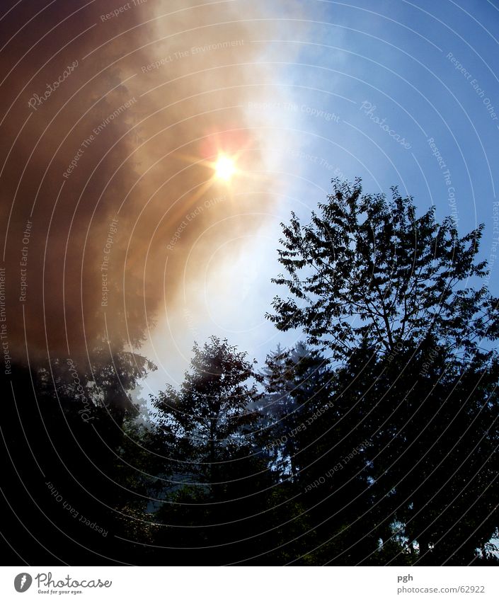 Sonne ist stärker Farbenspiel Baum rauch am lagerfeuer steigt in die luft Brand sonne scheint durch den feuernebel himmel vernebelt rauch am himmel