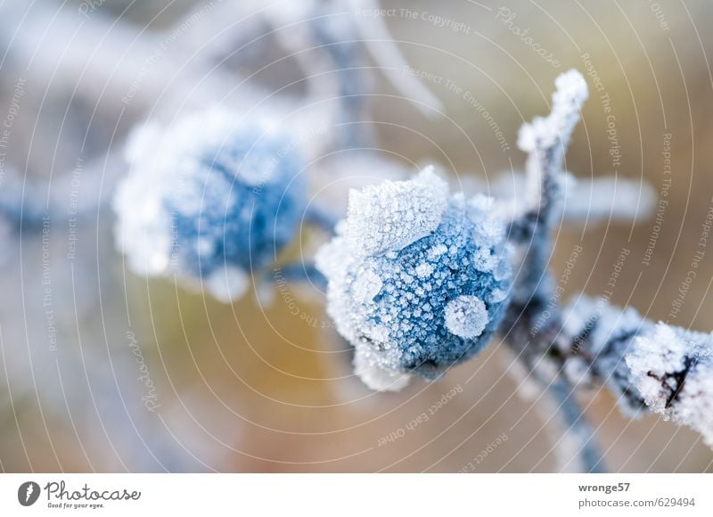 Eisschlehen II Natur Pflanze Winter Frost Sträucher Nutzpflanze Wildpflanze Schwarzdorn kalt nah braun weiß Beeren blau Raureif Zweige u. Äste Frucht Obstbaum