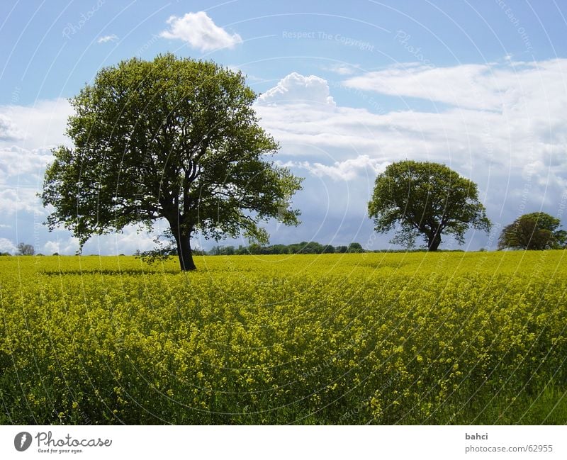 Der Norden ist schön ... Sommer Natur Landschaft Himmel Wolken Herbst Baum blau gelb grün Rapsfeld Farbfoto Außenaufnahme Tag Sonnenlicht Menschenleer