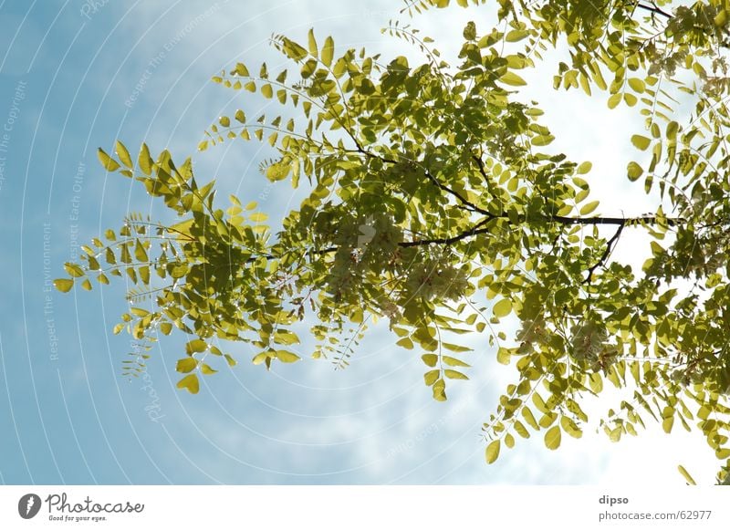 Nach dem Wolkenbruch ... Essig Baum Gegenlicht Sommer Frühling Blatt Blüte gelb weiß Lichtstimmung Himmel blau