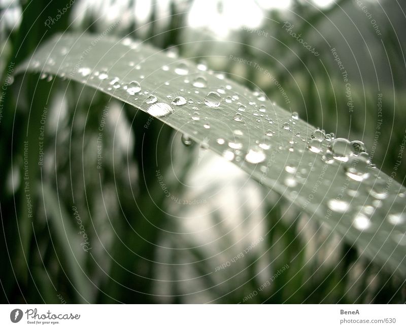 Tropfen Blatt See Wassertropfen nass Pflanze Teich Regen Herbst nah grün grau Sauberkeit rein gewaschen Trauer trist Licht Hoffnung Reifezeit Makroaufnahme