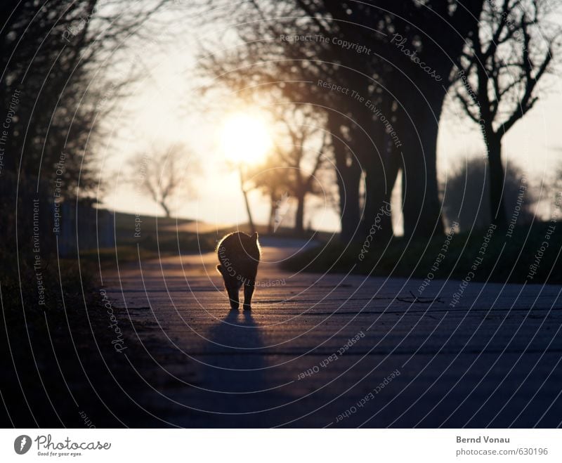 SchatTiger Haare & Frisuren Sonne Tier Wärme Baum Wege & Pfade Katze blau orange schwarz weiß Sonnenuntergang Ast Umrisslinie Landleben Beine Farbfoto