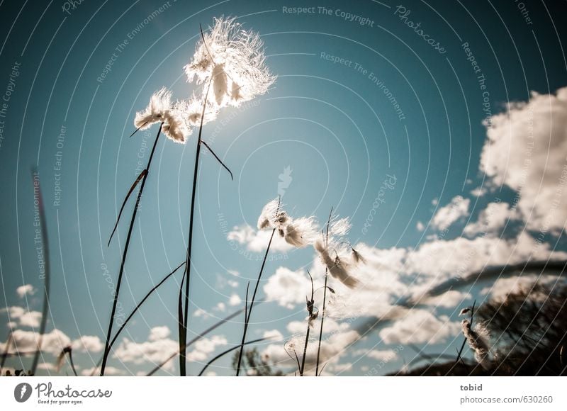 gen Himmel empor Natur Landschaft Pflanze Wolken Horizont Sonne Sommer Schönes Wetter Gras Wollgras Wollgraswiese Feuchtgebiete Moor ästhetisch Unendlichkeit