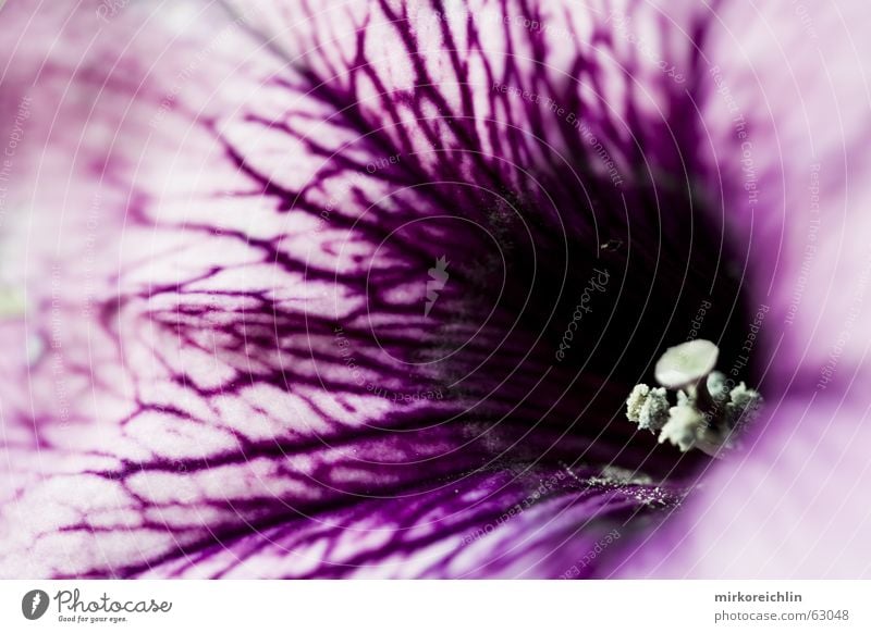 The Blossom Blume violett rosa schwarz intensiv stark Muster blüt blossom flower Kontrast bigway Strukturen & Formen Blut Eisenbahn blutbahn vein Gefäße