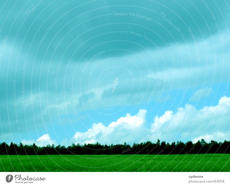 Heaven feat. Earth Sommer dunkel Feld Landwirtschaft Wolken schlechtes Wetter Wald Hoffnung Erwartung unheimlich Stimmung grün Kornfeld Wachstum gedeihen Wiese