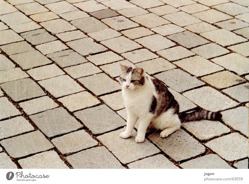 Mimikry Katze Bürgersteig Tarnung Hauskatze Tier Säugetier scheckig süß niedlich Stein Bodenbelag cat jogen photocase Pflastersteine