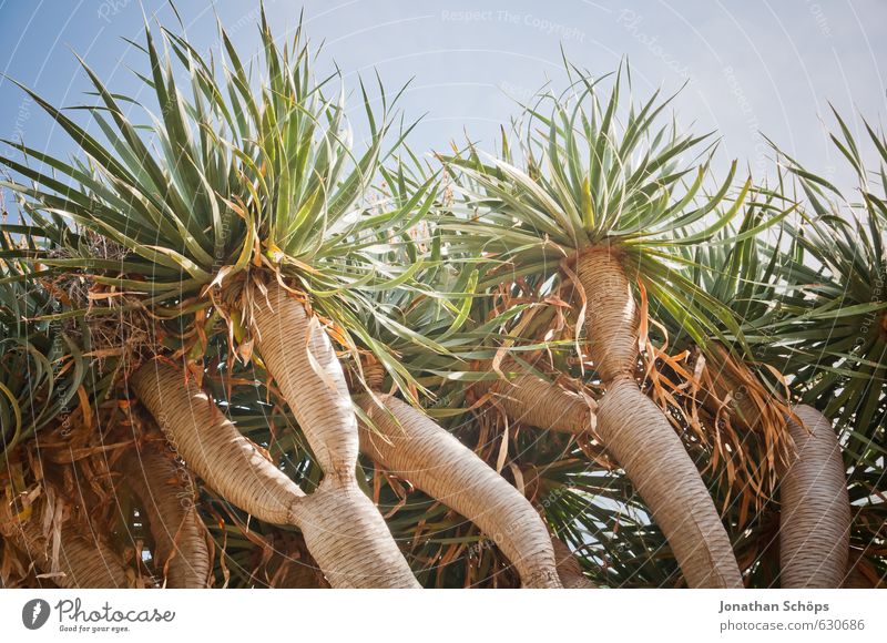 La Orotava / Teneriffa III Umwelt Natur Pflanze Baum Grünpflanze ästhetisch blau braun grün Drachenbaum Baumkrone Baumrinde Ast Blatt Blätterdach Süden Kanaren