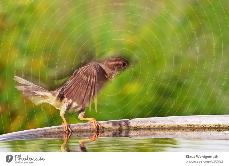 Weibchen des Haussperlings fliegt von der Vogeltränke weg. Bewgungsunschärfe. Wasser Tier Wildtier Krallen Spatz 1 Schwimmen & Baden fliegen trinken braun gelb