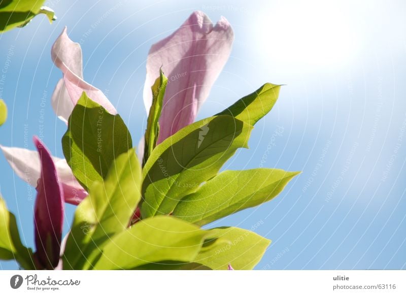 Der Sonne entgegen Magnoliengewächse Blume Blüte Sträucher Baum grün rosa weiß dunkel Natur Himmel Schatten blau hell