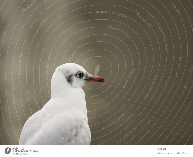 This could be Rotterdam or anywhere, ... Natur Tier Sommer Menschenleer Wildtier Vogel Möwe Lachmöwe 1 beobachten Blick braun grau rot schwarz weiß Gelassenheit