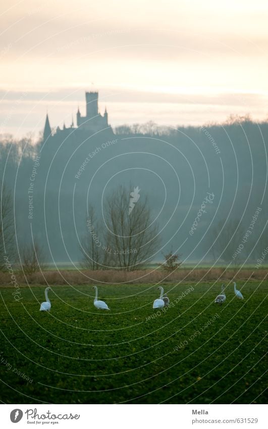 Die Schwäne des Königs Umwelt Natur Landschaft Himmel Wiese Feld Wald Burg oder Schloss Turm Bauwerk Gebäude Sehenswürdigkeit Tier Wildtier Schwan Tiergruppe